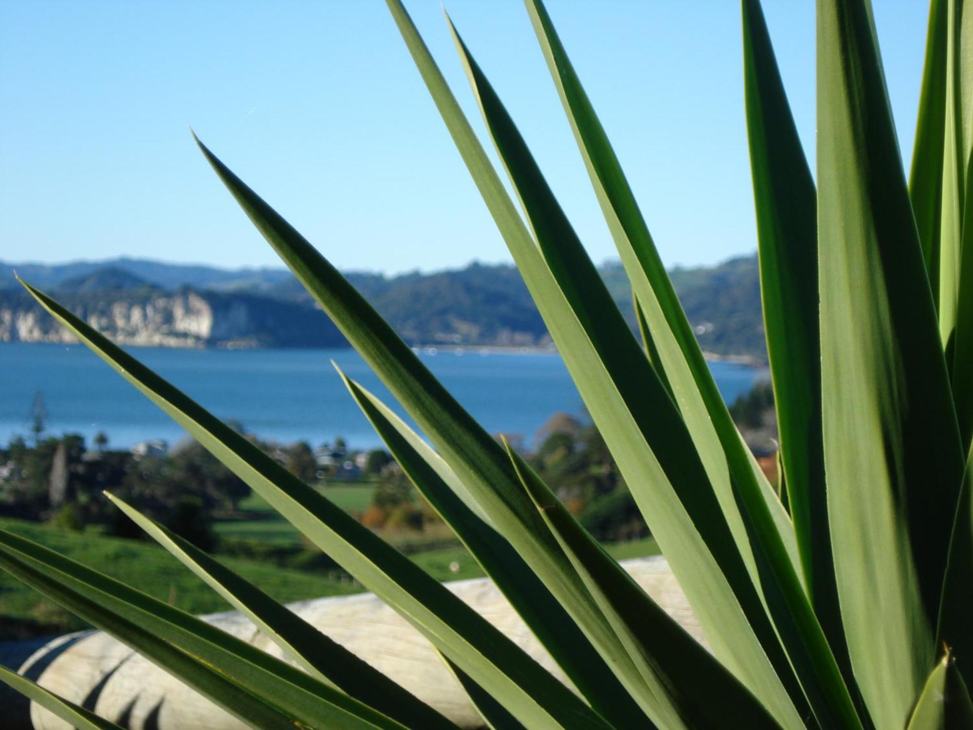 Ohuka Place Homestay Whitianga Exteriér fotografie